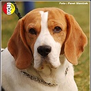 Sokol Lipence - FC Tempo Praha B 2:6